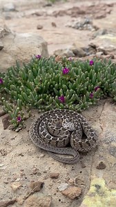 #FBLifestyle #snakes #wildlife | Tyrone Ping - Herpetofauna of Southern Africa