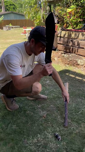 Growing Purple Sugar Cane: Planting Methods and Growing Tips