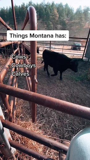We have a lot of cows #montana #cows #cowboy