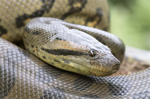 Amazon: a record-breaking anaconda hints at a possible new giant of the animal kingdom - Futura-Sciences