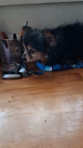 Little Man kicked back relaxing 2026!!