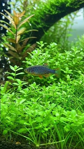 Beautiful Galaxy Rasbora Sparkles Like Stars in a Green Forest 🌌