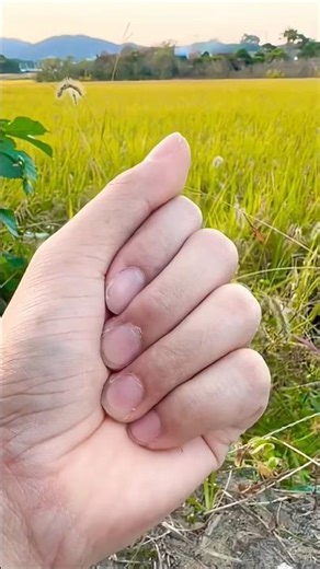 Black Lady bugs 🐞 3 brothers #beautifulinsects​ #insects​ #nature​ #shorts