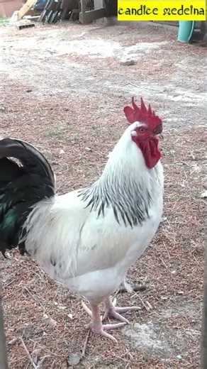 Chant du Coq 🔊🐓