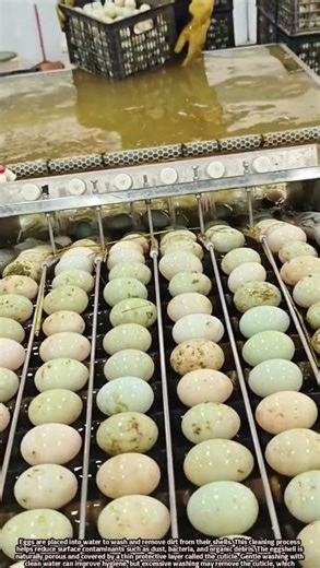 Scientific Explanation of Washing Eggs in Water for Cleaning Process.