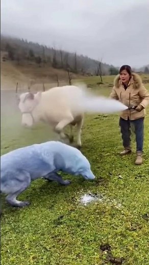 This Ranch Woman vs Giant Wolf: Who Wins?