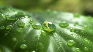 Water Drop Flows Down On Leaf Stock Footage Video (100% Royalty-free) 1010344019 | Shutterstock