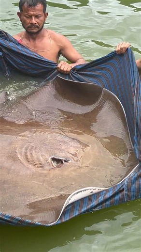 A stunning Giant Freshwater Stingray landed today in Sala 12 by Gavin . Gavin was using a ledgered live fish. It took over 1 hour to land this beast .. To keep seeing these types of videos make sure to subscribe to our new subscribers group through the following link ;- https://www.facebook.com/ArapaimaFishingThailand/subscribe/ | Exotic Fishing Thailand
