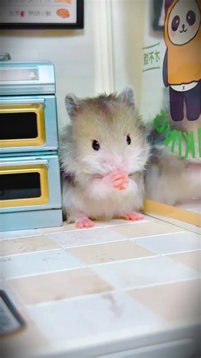 Adorable Baby Hamster Moments