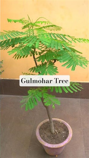 Gulmohar Tree in Pot - Short Care #gulmohartree #plantsinpots