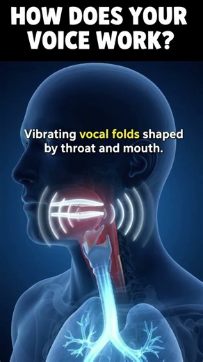 How Does Your Voice Work? Vocal Cords, Sound Waves, Pitch and Speech Explained in Physics!