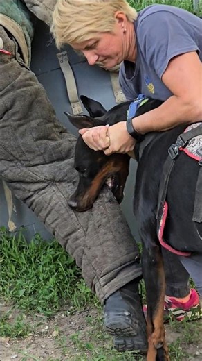 😮The Steel Jaws of a Doberman. Police Dog Training.