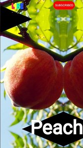 Beautiful peach fruit #nature #fruit #youtube #shorts #viral