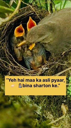 Mother Bird Feeding Hungry Baby Birds | Real Nature #naturalbeauty #wildlife #viral #shorts #birds
