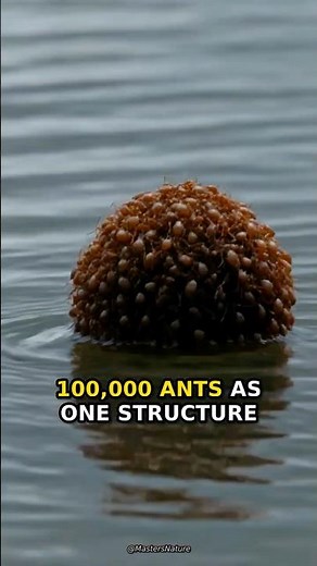 How Fire Ants Survive a Flood (This Is Insane) 🐜 #wildlife #survival