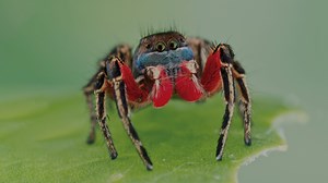 Inside the lab that's revealing spiders' superpowers - Explore Magazine