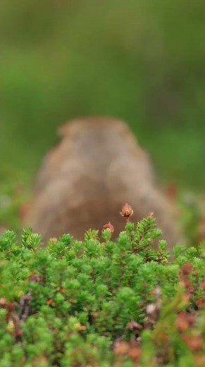 Peek-a-Boo Prairie Dog! | America's National Parks | ‪@natgeokids‬