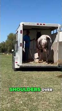 Horse Training Building Trust And Perfecting Trailer Loading