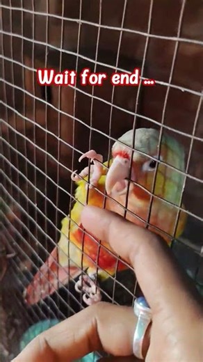 conure bird bite me | কনুর পাখি কামড়ে দিলো 🥲