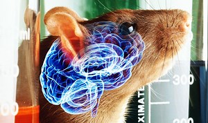 Rats with HUMAN brains – ethical nightmare of lab-built human/rodent