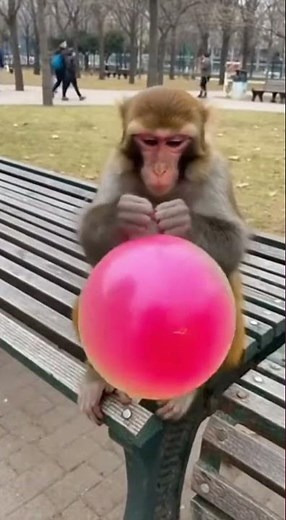 Monkey Surprised as Balloon Explodes — Extreme Funny Monkey Reaction!