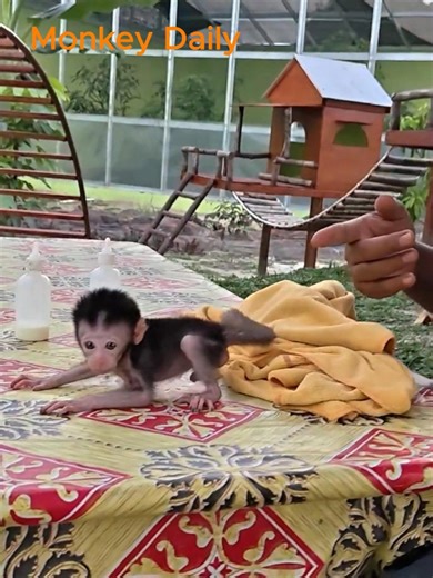 Tiny baby monkey starts crawling around | Baby Monkey