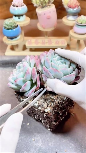 Ultimate ASMR Plant Care: Satisfying Sounds of Succulents