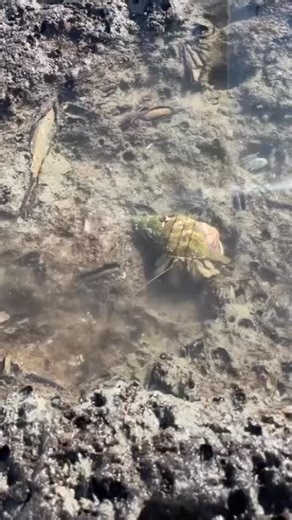 This beautiful Banded Tulip was spotted along our shelling adventure even had a tiny crab tucked safely inside. 🦀 Nature’s little house guest! The banded tulip is known for its bold spiral pattern and smooth, glossy shell, making it a favorite treasure for collectors. Every shell tells a story… and sometimes it comes with a surprise inside! Join us on the water and discover what treasures are waiting just beyond the shoreline. 🌅🐚 📞 395-712-331 🌐 www.treasureseekersshelltours.com 🐚 Video Cr
