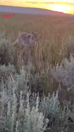 coyotes attack hunting dogs part 1. #screammovie #VozDosCriadores #coyote #coyoteattack #killercoyote #coyotehunt #meandog #decoydogs #villan #fjb