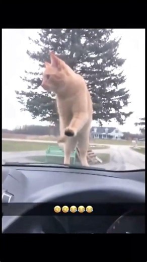 funny catss