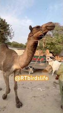 Lalukhet Bakra Mandi Update | Camel for Sale #trending #viralvideo #pakistan #animals