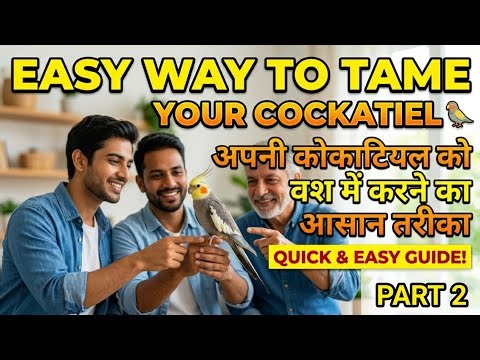Easy Way To Tame Your Cockatiel 🦜 || Cockatiel Guide 