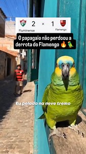 O papagaio não perdoou a derrota do Mengão no clássico! 🦜🗣️ "Eu pelado na neve tremo menos que o João Vitor" KKKKKKK. A crise na Gávea chegou no reino animal. A urubuzada tava dormindo em campo mesmo ou foi mérito do Fluzão? 😂 O torcedor não tankou a zoeira! 👇 Duvido você ter coragem: Marca aqui aquele teu amigo Flamenguista que tá chorando desde o apito final! #flamengo #Fluminense #viral | Naldoveocriativo