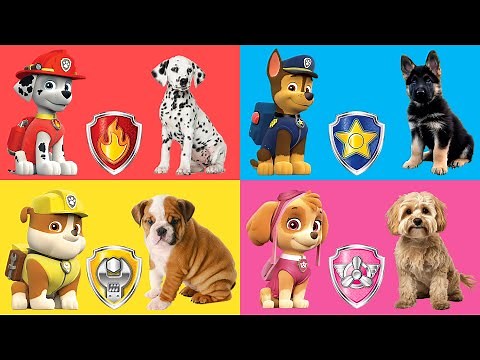PAW Patrol Characters in Real life | Learn the breeds of puppies with PAW Patrol