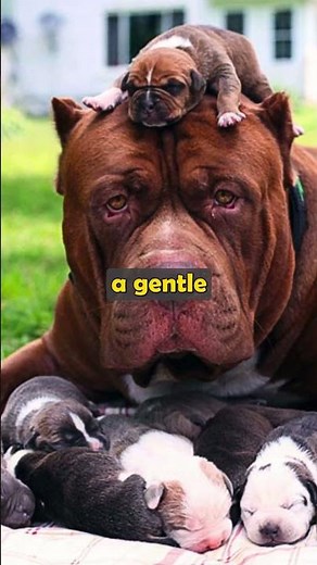 World’s Largest Pit Bull – Meet Hulk! #Hulkthepitbull #gentlegiant