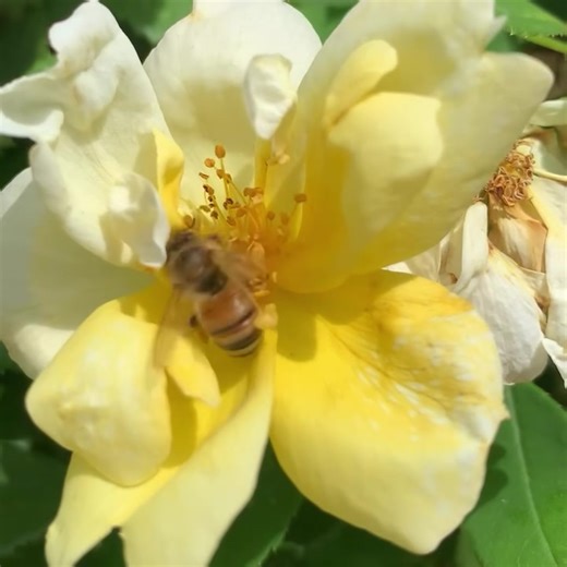 National Pollinator Week pollinator spotlight: This honey bee has a singular mission - collecting pollen to feed the young larvae back at her hive. Notice she spends no time drinking nectar and only takes a hurried spin through the flower’s pollen-laden anthers before zipping off to the next rose. Honey bee workers have specific jobs throughout their short lives and during this period this worker will do almost nothing other than forage for pollen. This sweetly perfumed rose is Rosa 'RADsunny' S