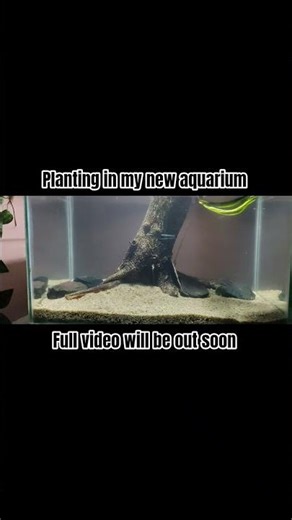 planting in my new low tech aquarium setup #aquarium #feeds #plantedaquarium #fishtank