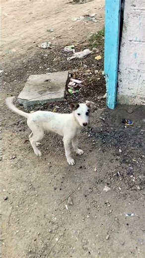 Dog 🐕 #dog #animals #foryou #viral #dogs