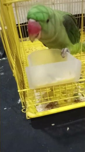 CRAZY PETS TUBE is live |live parrot