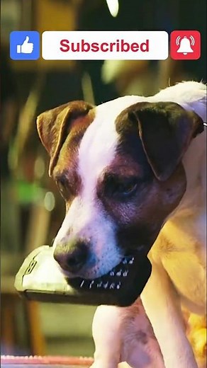 DogMan 2023 Explained in 60 Seconds You Wont Believe His Dark Past #MovieRecap #DogMan #Shorts