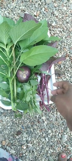 🥰a bunch of spinach 🌱🌱