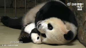 60K views · 4.1K reactions | Cute family (they are not in jail, just a temporary enclosure so the mother can sray with the cub with calm and tranquillity! ) 殺 #SpookySeason #petcare #petherapy #cuteanimals #fblifestyle #panda #fluffy #pandas #cute #naturephotography #nature #care #beautiful #love | Pandas, a Light In My Heart | Facebook