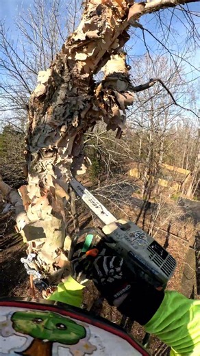 Birch Tree Top Removal POV – Limb by Limb