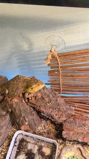 Raymond's Bearded Dragon Enjoys Super Worm Feast