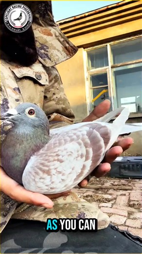 Red Fox Super Quality Marathon | Club Race 2024 | Rate Out of 10/10 #RedFoxPigeon #MarathonRacing #RacingPigeons #TopQualityBird #FancierCommunity