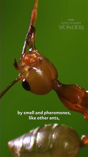 Nature's Glue Sticks?!