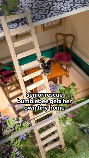 10M views · 323K reactions | She found an old bumblebee in a bucket... and the rest is history  Rachael told us all about Harriet's rescue and the legacy she leaves behind! Keep up with Harriet on Instagram: thedo.do/pdxdinorama & TikTok: thedo.do/PDXdinorama. | The Dodo | Facebook