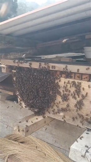 Is This Normal? Bees Bearding on the Hive 🐝
