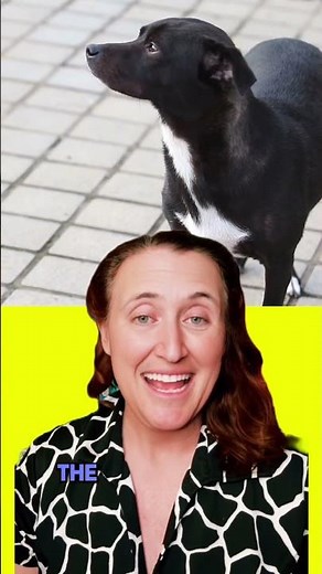 How well do you speak Dog? #petscience