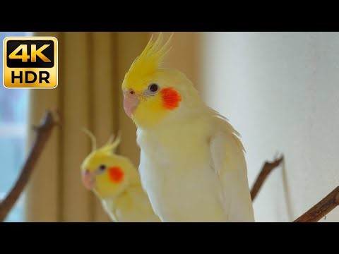 Cockatiel Singing & Whistling Sounds | Best Cockatiel Singing to Teach Your Bird 4K